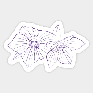 Purple Hellebores Sticker